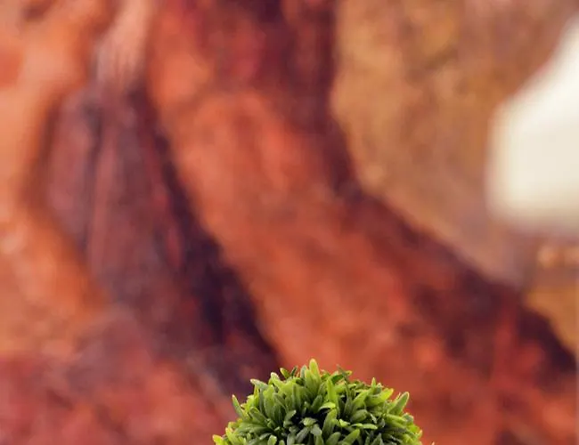 Passion Bed & Breakfast